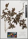 Foto von Salix pentandra L.